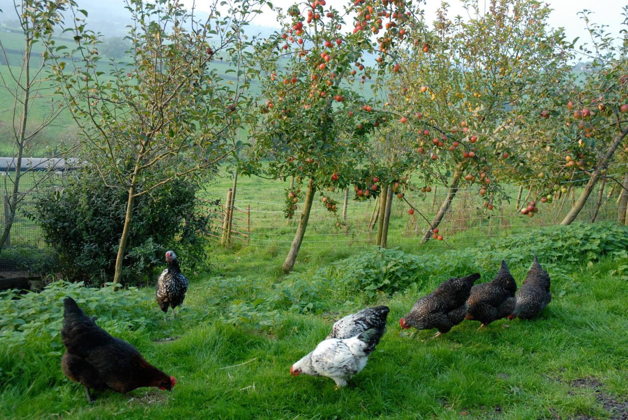 T'S At Lower Rudloe Farm Vendégház Corsham Kültér fotó